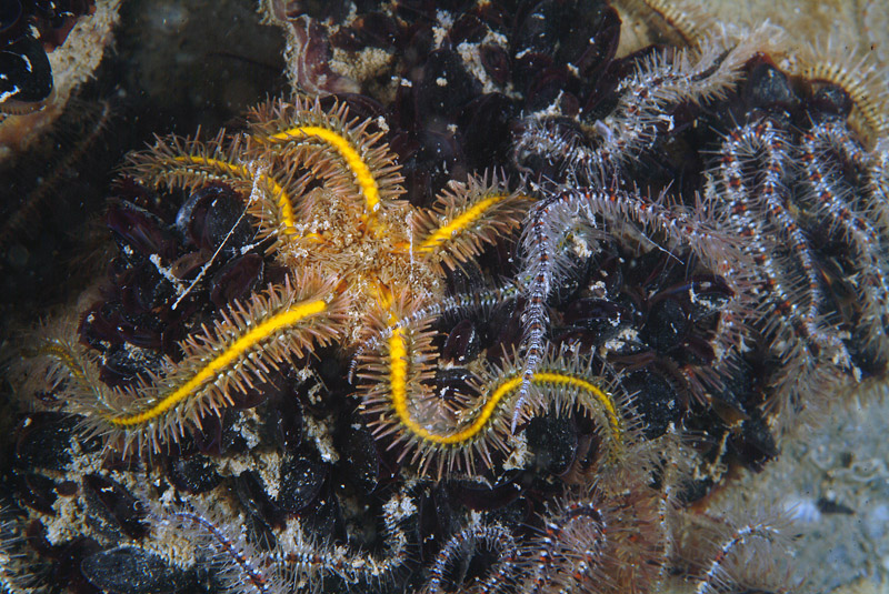 Ophiothrix fragilis (Abildgaard, in O.F. Mller, 1789)